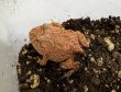 画像4: クラウンウェルツノガエル　ストロベリー　 (4)