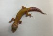 画像4: ヒョウモントカゲモドキ　アプター　 (4)
