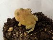 画像2: クラウンウェルツノガエル　レモン　 (2)