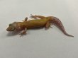 画像1: ヒョウモントカゲモドキ　アプター　 (1)