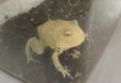 画像4: クラウンウェルツノガエル　レモン　 (4)