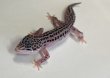 画像5: ヒョウモントカゲモドキ　スーパーマックスノー No.2 (5)