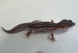 画像3: ヒョウモントカゲモドキ　スーパーマックスノー No.2 (3)