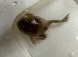 画像3: バジェットフロッグ (3)