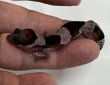 画像5: ニシアフリカトカゲモドキ　オレオhetパターンレス (5)