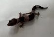 画像1: ニシアフリカトカゲモドキ　オレオhetパターンレス (1)