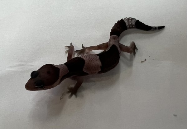 画像1: ニシアフリカトカゲモドキ　オレオhetパターンレス (1)