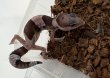 画像3: ニシアフリカトカゲモドキ　オレオhetパターンレス (3)