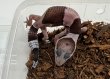 画像4: ニシアフリカトカゲモドキ　オレオhetパターンレス (4)