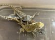 画像2: フトアゴヒゲトカゲ　オレンジハイポ (2)