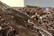 画像1: グリーンイグアナ　レッド　 (1)