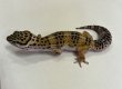 画像1: ヒョウモントカゲモドキ　ハイイエロー (1)