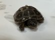 画像5: トウブハコガメ (5)