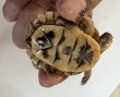 画像8: トウブハコガメ (8)