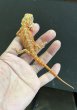 画像3: フトアゴヒゲトカゲ　レッドハイポトランスルーセント  オールブラックアイ (3)