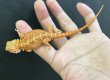 画像2: フトアゴヒゲトカゲ　レッドハイポトランスルーセント  オールブラックアイ (2)