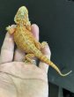 画像5: フトアゴヒゲトカゲ　レッドハイポトランスルーセント  オールブラックアイ (5)