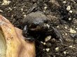画像2: パワーズフクラガエル (2)