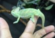 画像3: エボシカメレオン　ブルー血統♂　 (3)