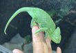 画像2: エボシカメレオン　ブルー血統♀　 (2)