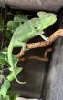 画像4: エボシカメレオン　ブルー血統♀　 (4)