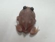 画像5: クラウンウェルツノガエル　ミュータント　 (5)