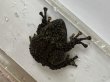 画像7: ベトナムコケガエル　７ｃｍCB♂ (7)