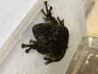 画像6: ベトナムコケガエル　７ｃｍCB♂ (6)
