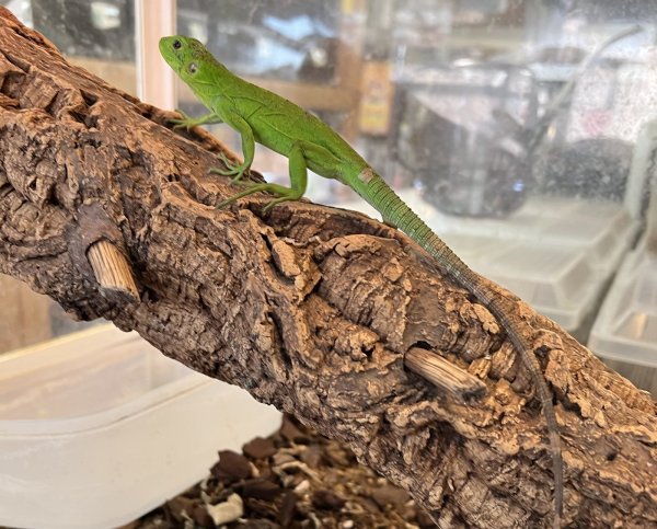 画像6: バナナスパイニーテールイグアナ (6)