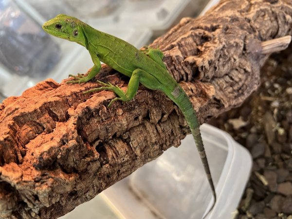 画像1: バナナスパイニーテールイグアナ (1)