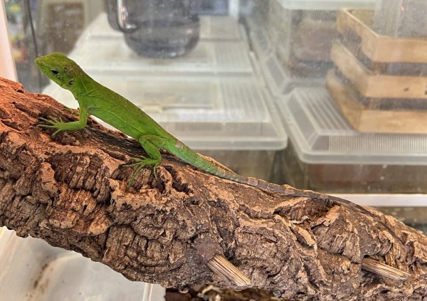 画像4: バナナスパイニーテールイグアナ (4)