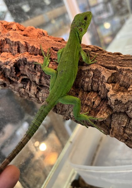 画像2: バナナスパイニーテールイグアナ (2)