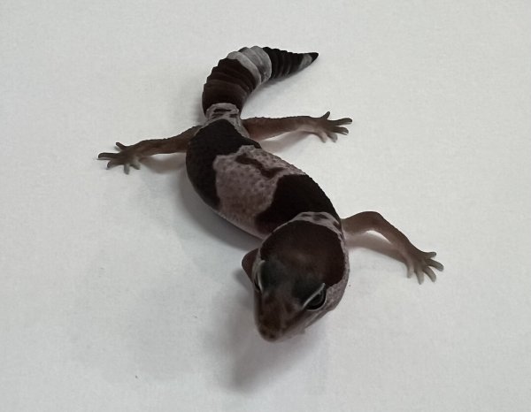画像2: ニシアフリカトカゲモドキ　オレオnon-het (2)