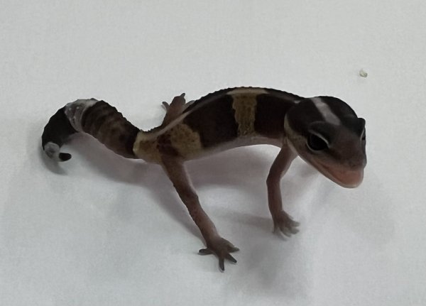 画像2: ニシアフリカトカゲモドキ　ノーマルNo.2 (2)