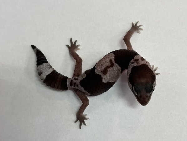 画像5: ニシアフリカトカゲモドキ　オレオnon-het (5)