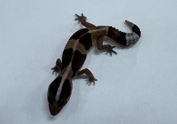 画像3: ニシアフリカトカゲモドキ　ノーマルNo.1 (3)