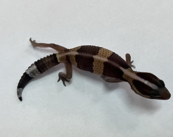 画像3: ニシアフリカトカゲモドキ　ノーマルNo.2 (3)