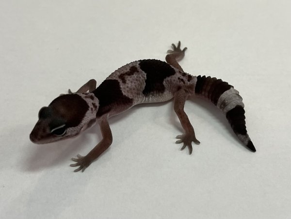 画像1: ニシアフリカトカゲモドキ　オレオnon-het (1)