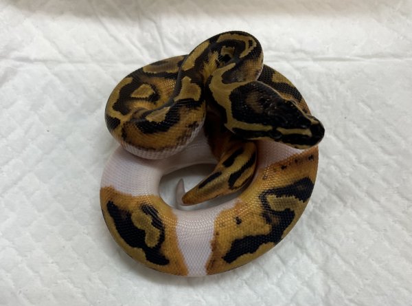 画像2: ボールパイソン　ＯＤＢＹパイ　 (2)