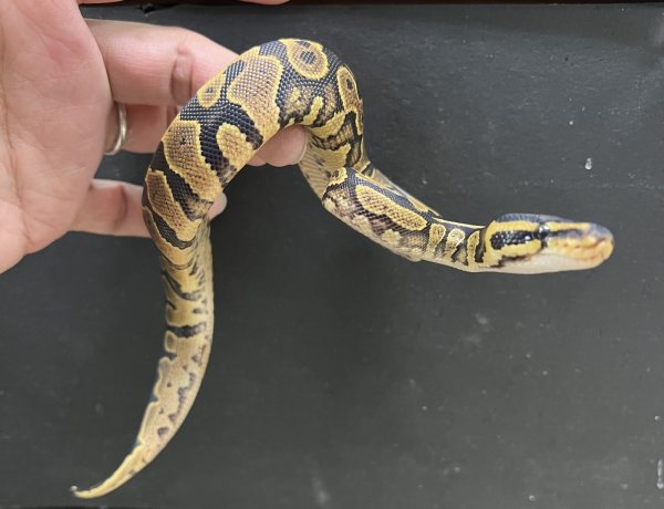 画像1: ボールパイソン　イエローベリー66％hetパイ (1)