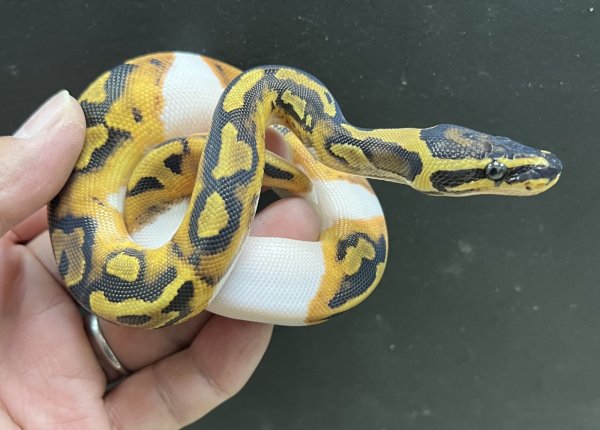 画像3: ボールパイソン　ＯＤＢＹパイ　 (3)