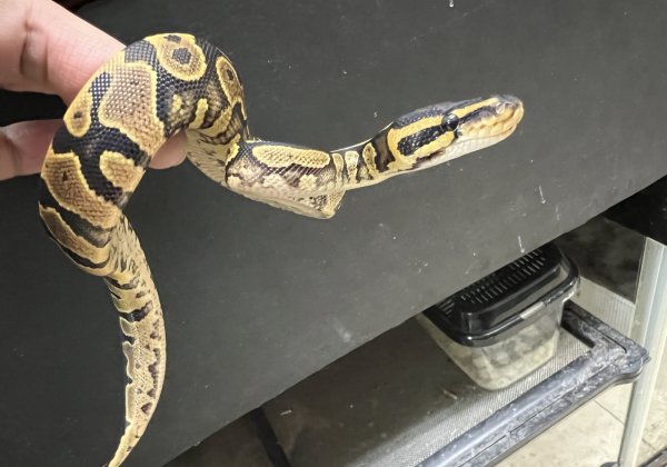 画像2: ボールパイソン　イエローベリー66％hetパイ (2)