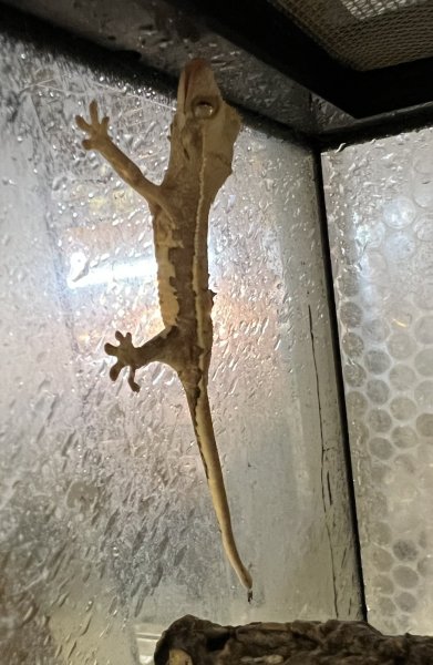 画像4: クレステッドゲッコー　リリーホワイトNo.4 (4)