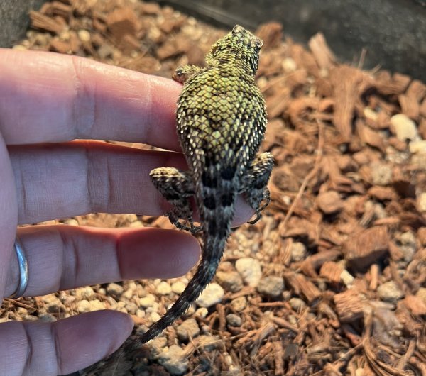 画像7: マラカイトハリトカゲ　ペア (7)