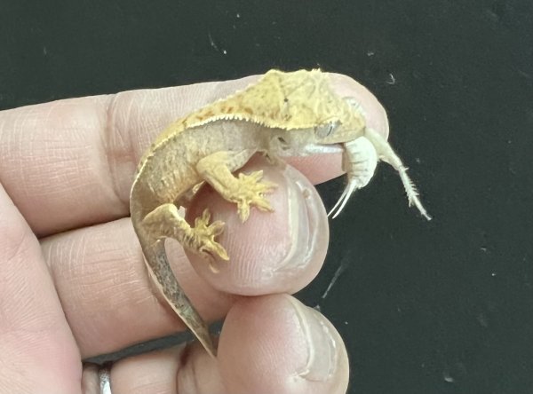 画像5: クレステッドゲッコー ハーレクインNo.3 (5)