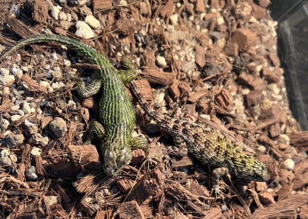 画像1: マラカイトハリトカゲ　ペア (1)