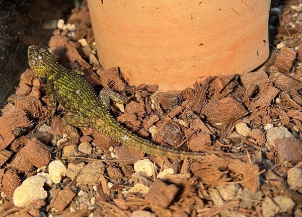 画像6: マラカイトハリトカゲ　ペア (6)