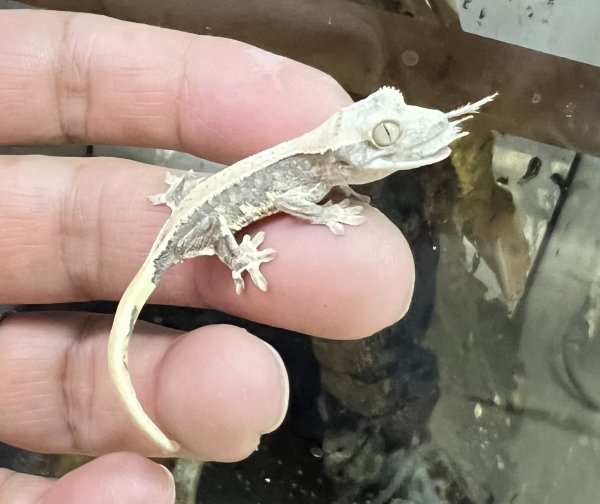 画像1: クレステッドゲッコー　リリーホワイトNo.2 (1)