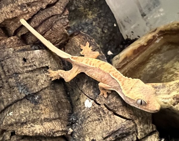 画像3: クレステッドゲッコー ハーレクインNo.3 (3)