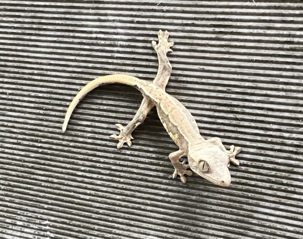 画像3: クレステッドゲッコー　リリーホワイトNo.4 (3)